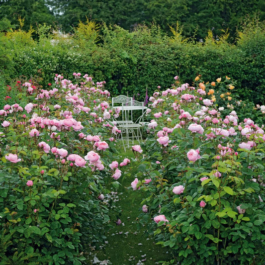 The Alnwick® Rose™ David Austin