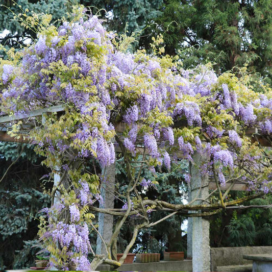 Amethyst Falls Wisteria