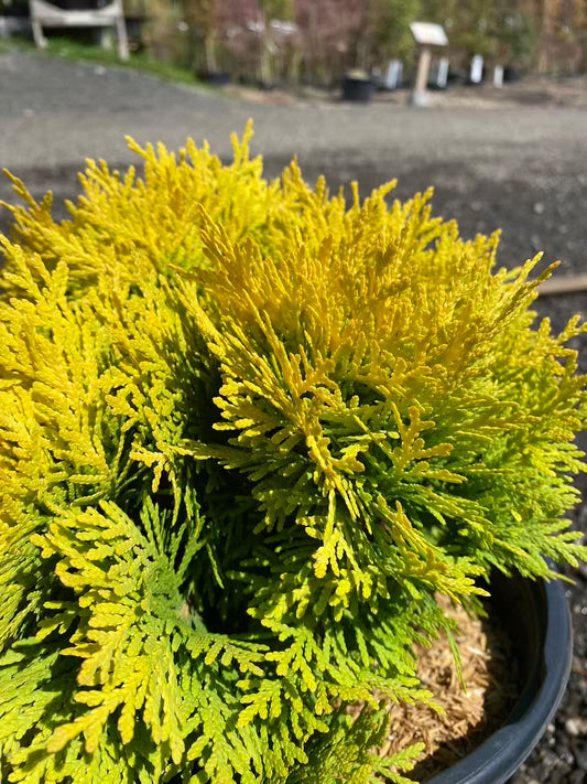 Thuja occidentalis Anna's Magic Ball