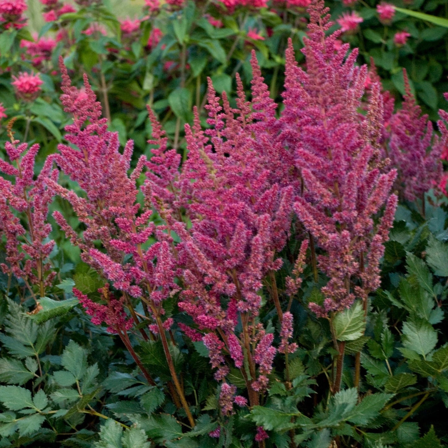 Astilbe 'Visions in Red'