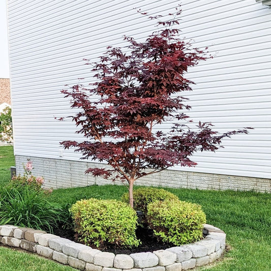 Acer Palmatum 'BloodGood' Single Stem