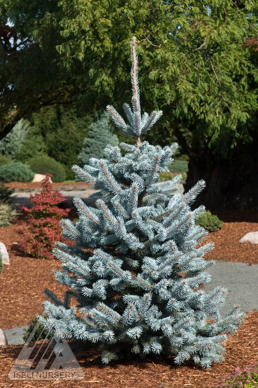 Baby Blue Spruce