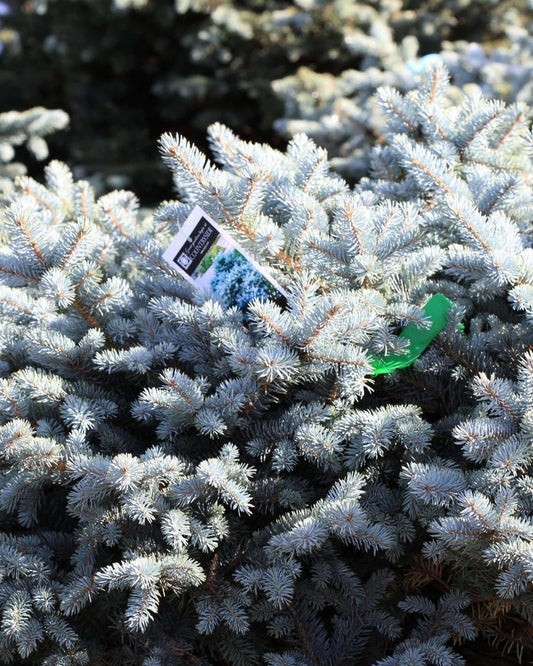 Dwarf Globe Blue Spruce-Tree Form