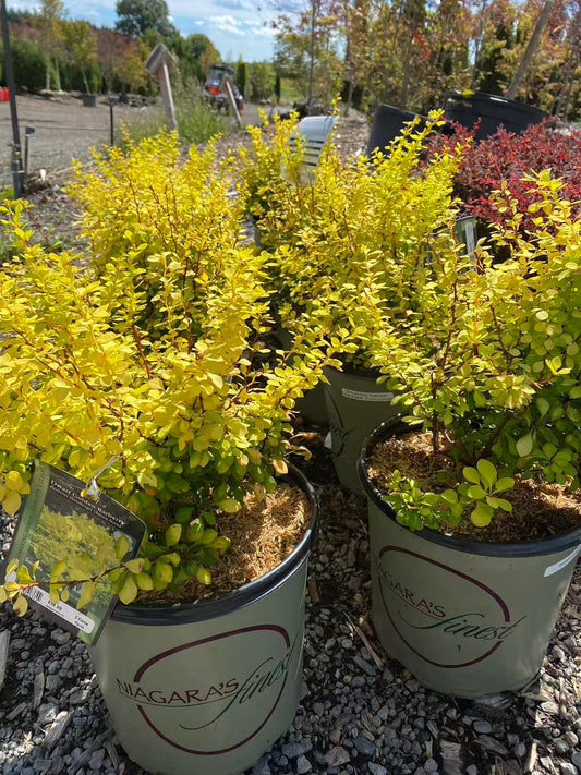 Barberry Aurea Nana