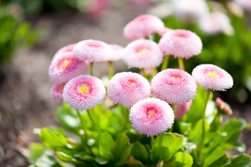 Perennial Plants for Sale Toronto | Hosta, Lavender, Peonies