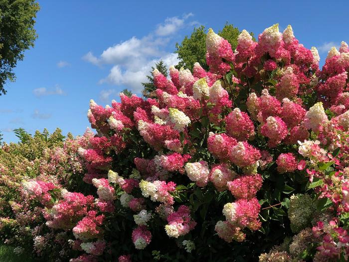 Hydrangea paniculata First Editions 'Berry White'