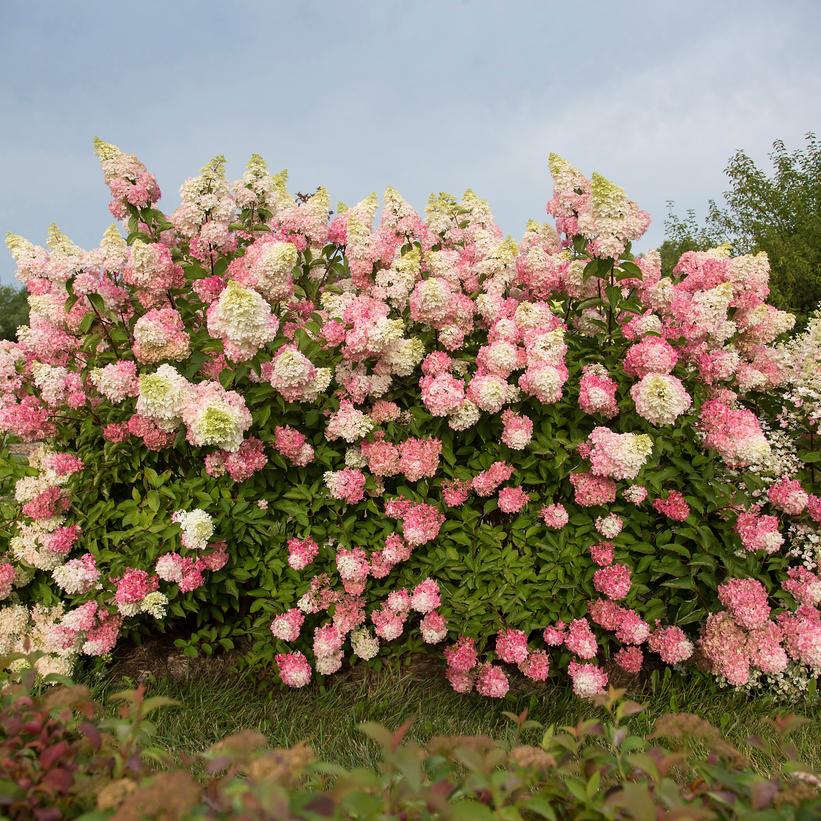 Hydrangea paniculata First Editions 'Berry White'