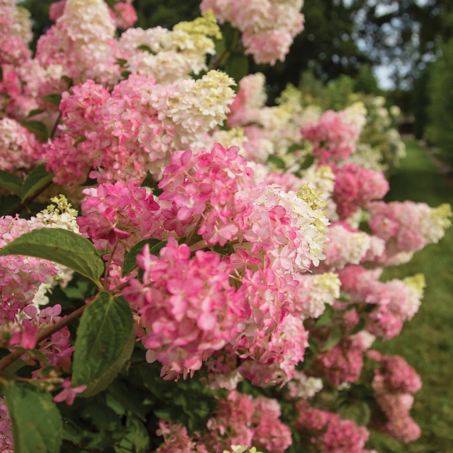 Hydrangea paniculata First Editions 'Berry White'