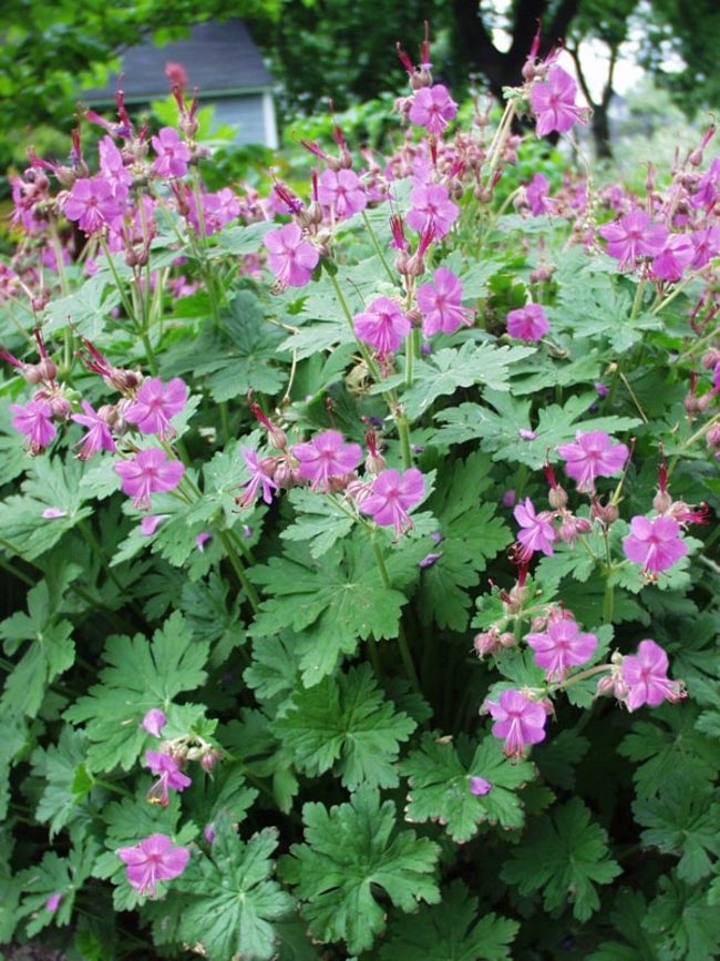 Bevan's Variety Bigroot Geranium