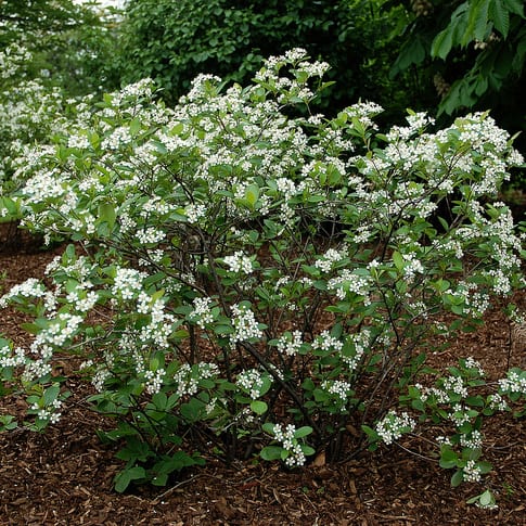Black Chokeberry