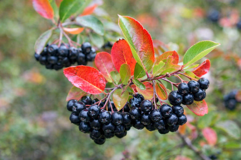 Black Chokeberry