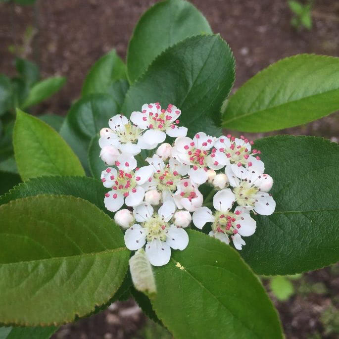 Black Chokeberry
