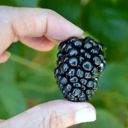 Blackberry 'Triple Crown'
