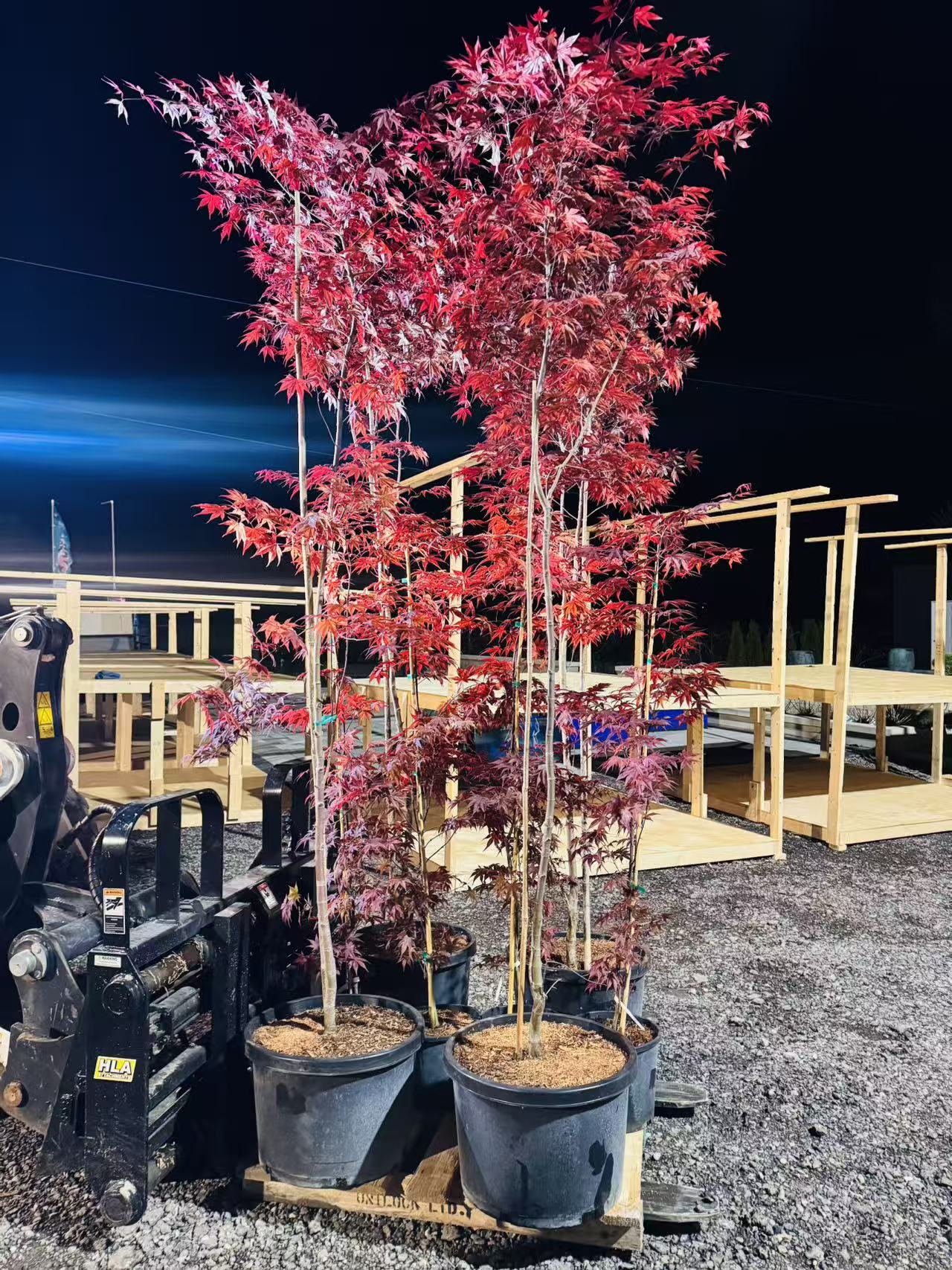 Acer Palmatum 'BloodGood' Single Stem