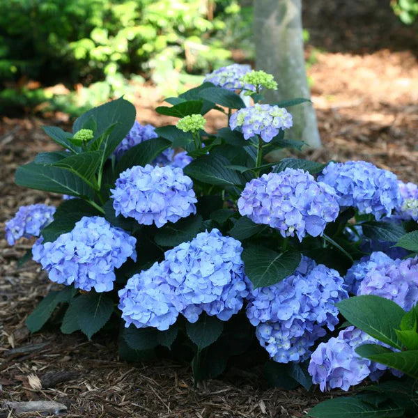 Hydrangea macrophylla Let's Dance® Blue Jangles®