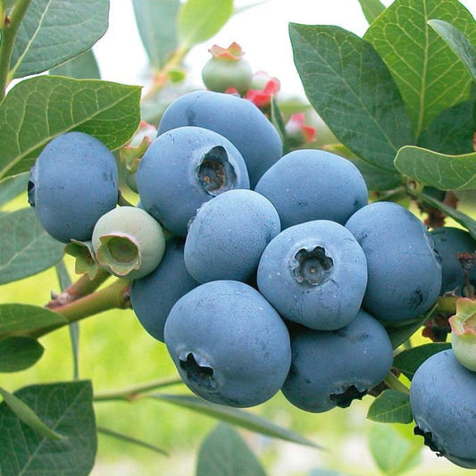 Blueberry 'Northcountry'