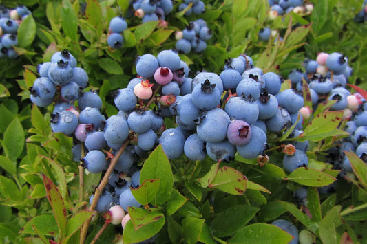 Blueberry 'The Brunswick Lowbush'
