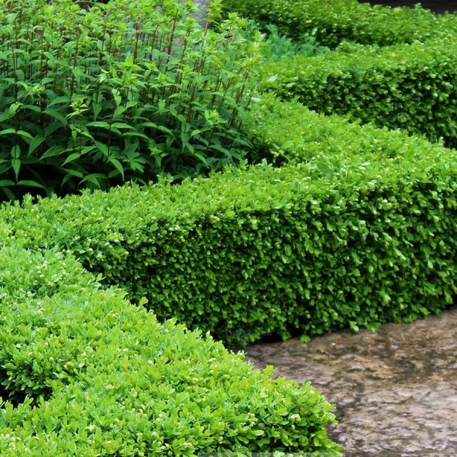 Green Velvet Boxwood (Buxus × ‘Green Velvet’)