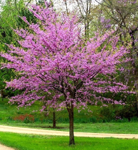 Canadian Redbud clump