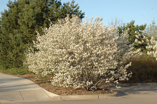 Canadian Serviceberry