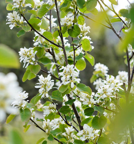 Canadian Serviceberry