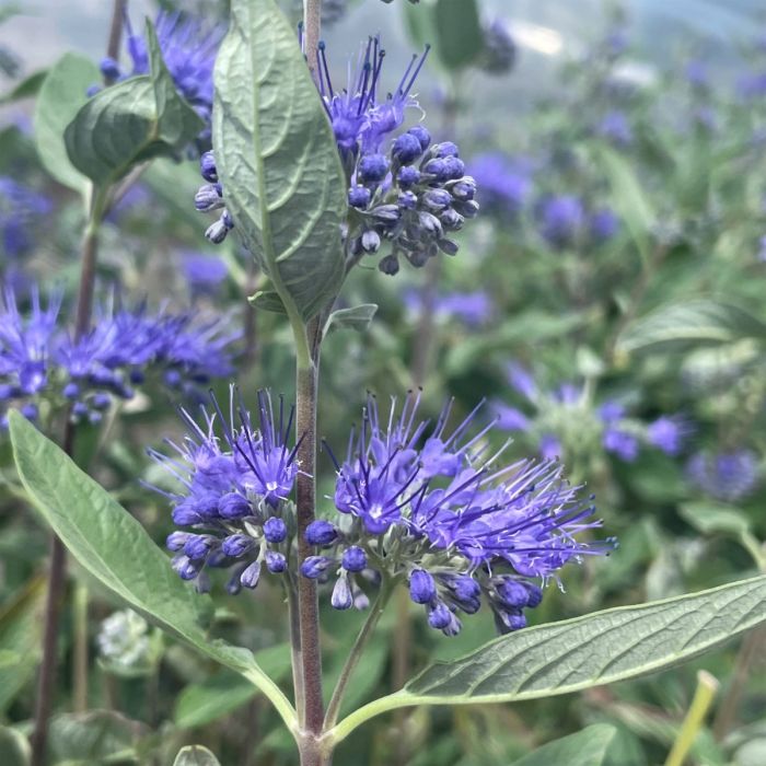 Perennial Plants for Sale Toronto | Hosta, Lavender, Peonies