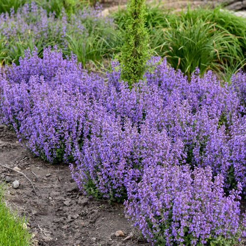 Catmint 'Cat's Pajamas'
