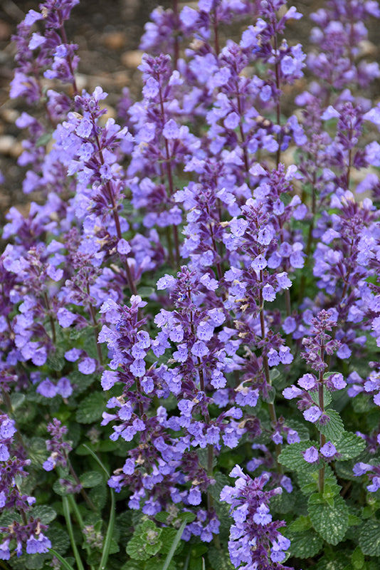 Catmint 'Cat's Pajamas'