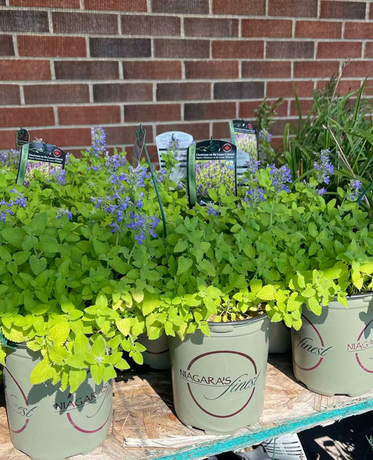 Catmint 'Chartreuse on the Loose'