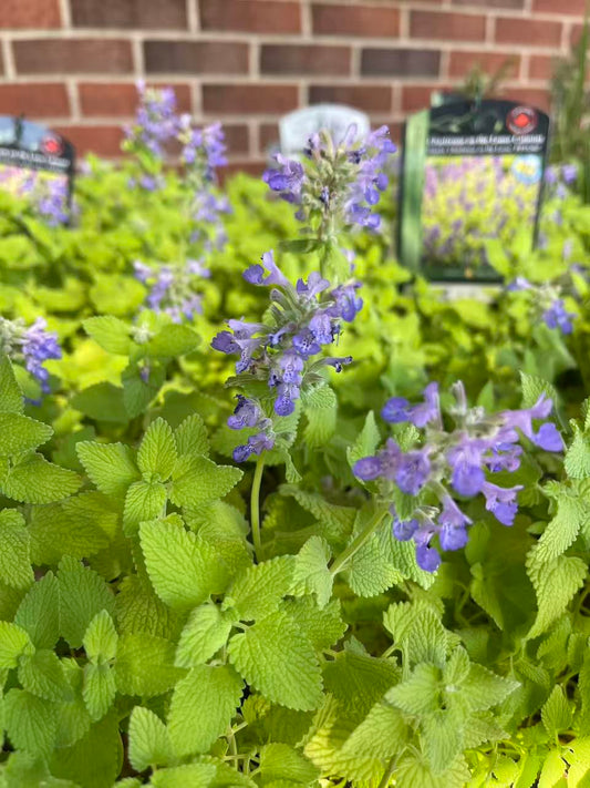 Catmint 'Chartreuse on the Loose'