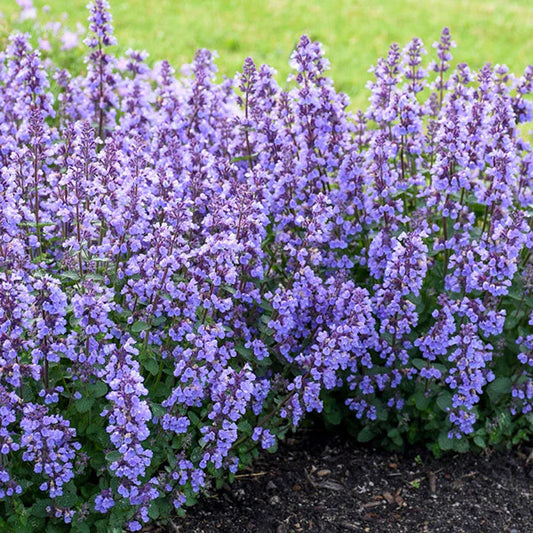 Catmint 'Kitten Around'