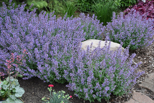 Catmint 'Kitten Around'