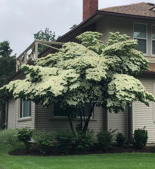 Chinese flowering dogwood tree form