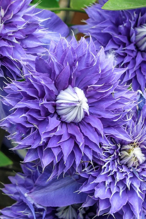 Clematis 'Diamantina'