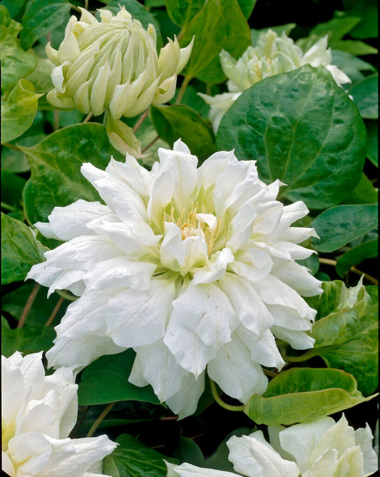 Clematis 'Duchess of Edinburgh'