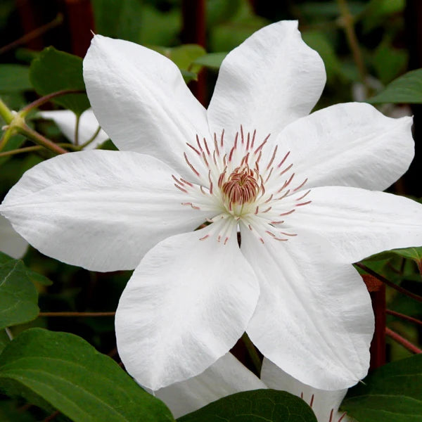 Clematis combo 'Henryi & Vicky'