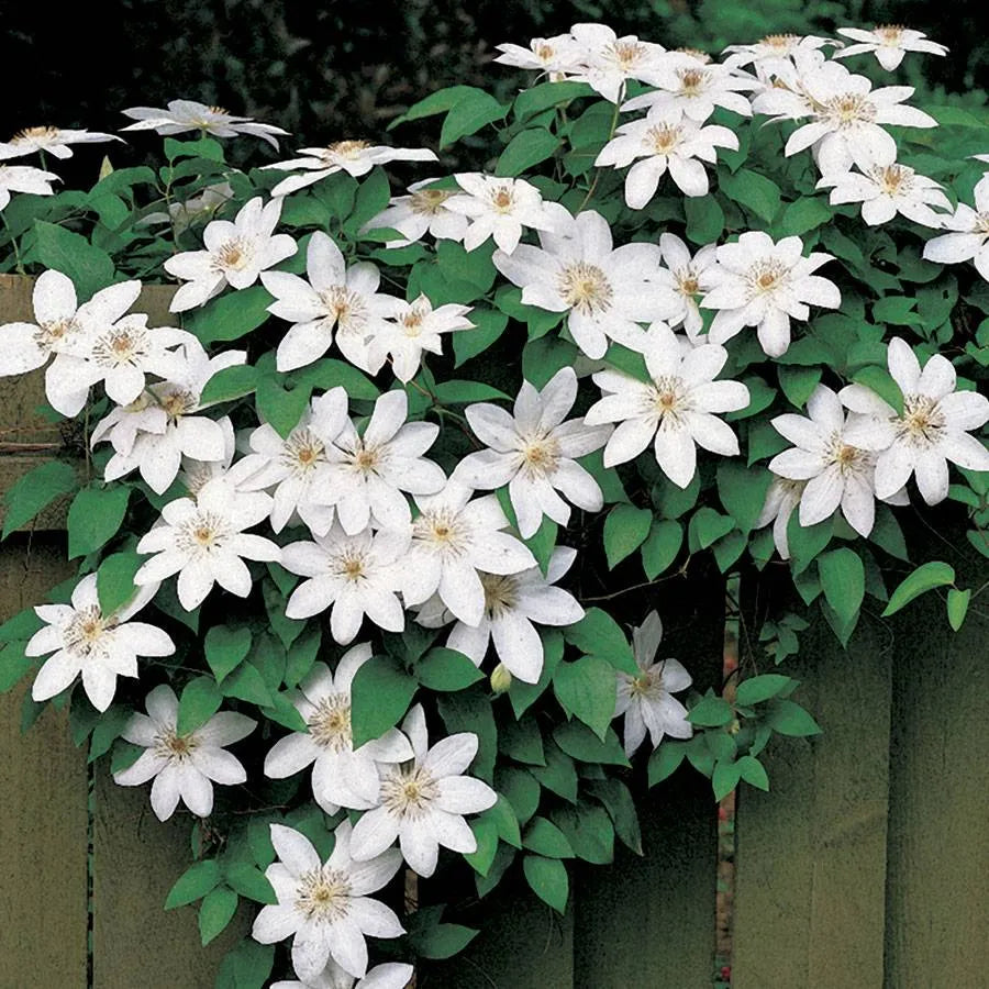 Clematis combo 'Henryi & Vicky'