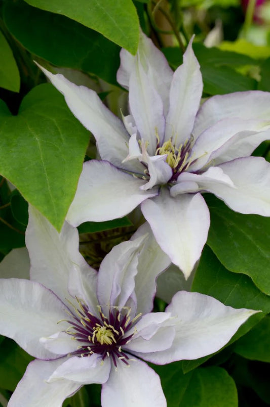 Clematis 'Samaritan Jo'