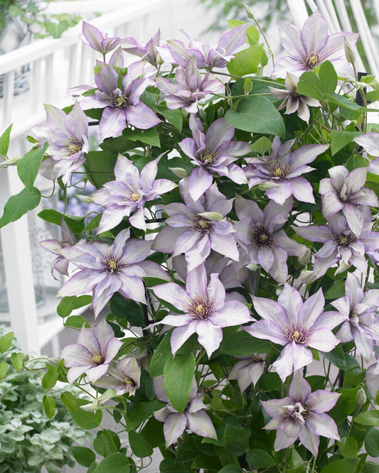 Clematis 'Samaritan Jo'