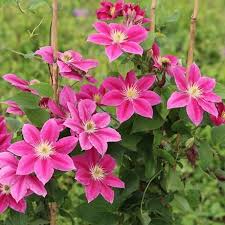 Clematis combo 'Henryi & Vicky'