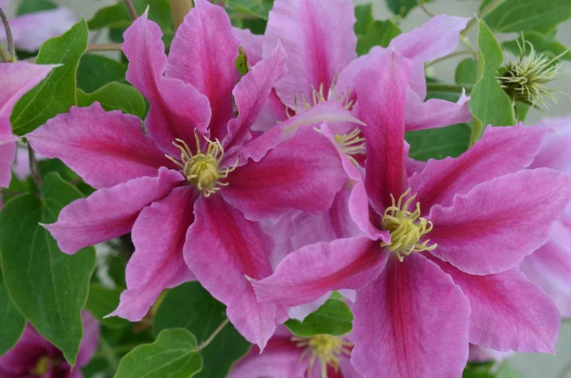 Clematis combo 'Henryi & Vicky'