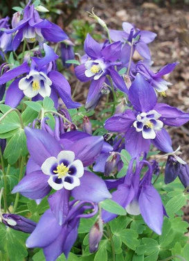 Perennial Plants for Sale Toronto | Hosta, Lavender, Peonies
