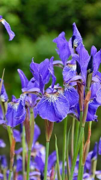 Perennial Plants for Sale Toronto | Hosta, Lavender, Peonies Perennial Plants for Sale Toronto | Hosta, Lavender, Peonies