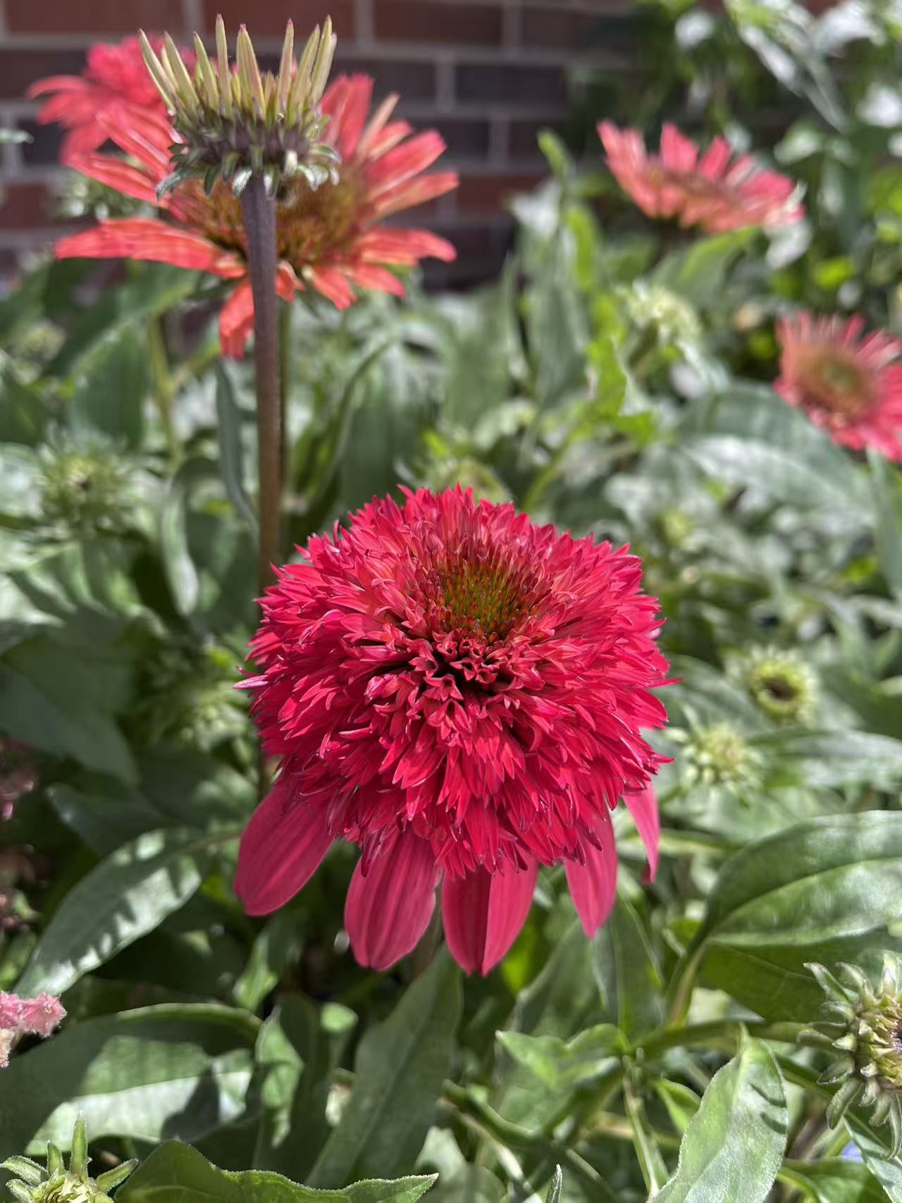 Coneflower Double Scoop™ Strawberry Deluxe