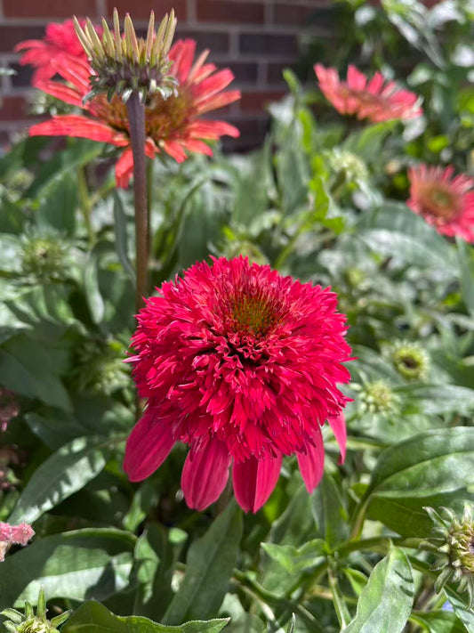 Coneflower Double Scoop™ Strawberry Deluxe