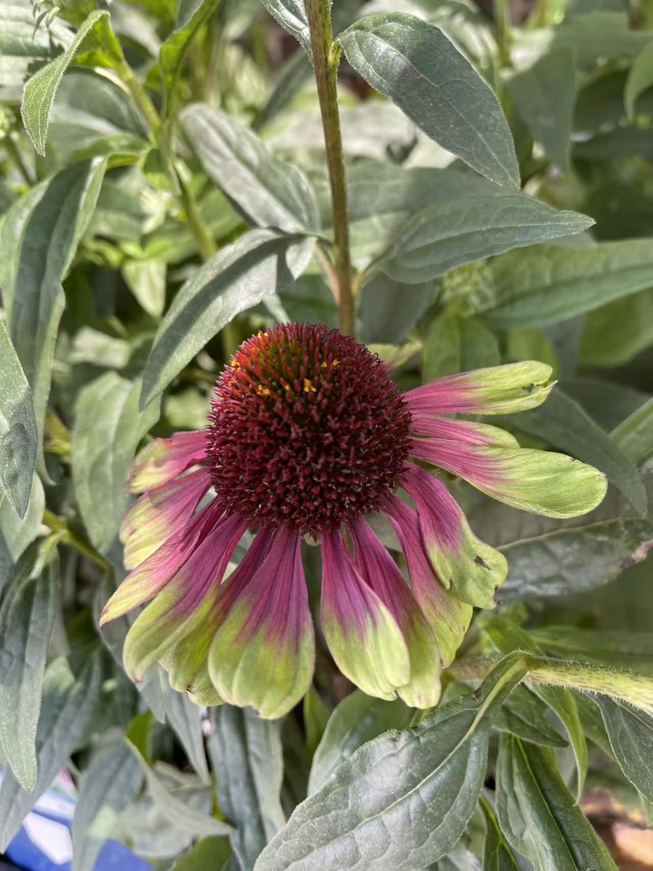 Coneflower 'Sweet Sandia'