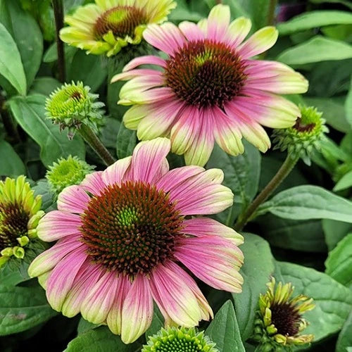 Coneflower 'Sweet Sandia'