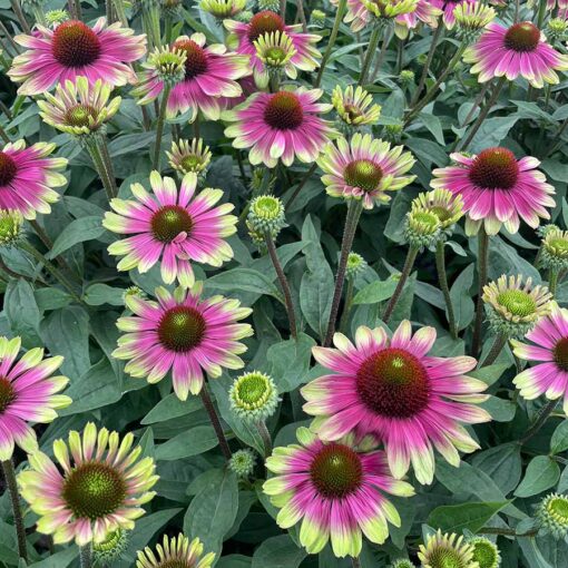 Coneflower 'Sweet Sandia'