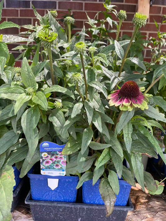 Coneflower 'Sweet Sandia'