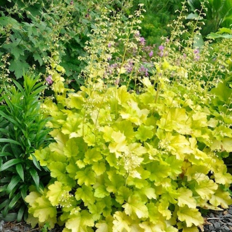 Coral Bells 'Lime Marmalade'